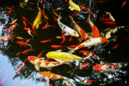 北京二月二春饼家常菜要吃吗 还吃啥民俗食品