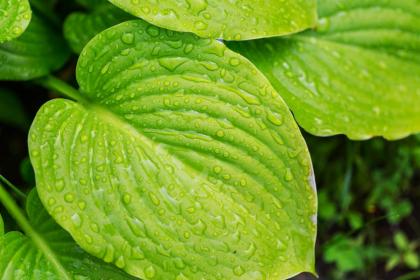 为什么白露后才可以泡姜