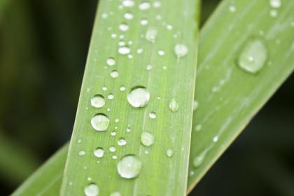 为什么白露后才可以泡姜