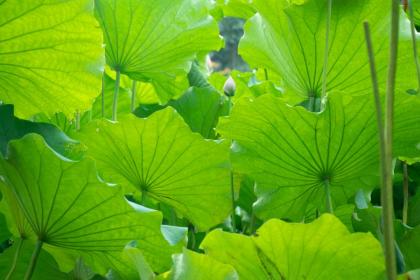 为什么大暑天不能吃凉的