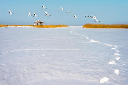 为什么寒露三天种麦