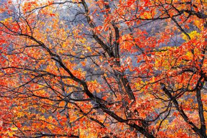 扬州立秋吃什么传统食物 立秋的习俗