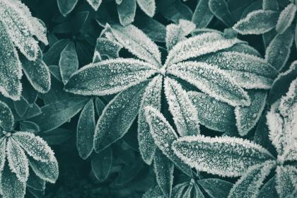 泉州霜降吃柿子 闽南地区的饮食习俗