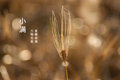 阜阳小满会的由来是什么 小满见三新是什么