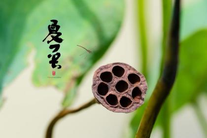 属鼠出生夏至这天命运这么样 会好吗