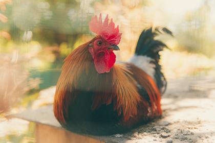 属鸡的人出生在重阳节这天命运如何？