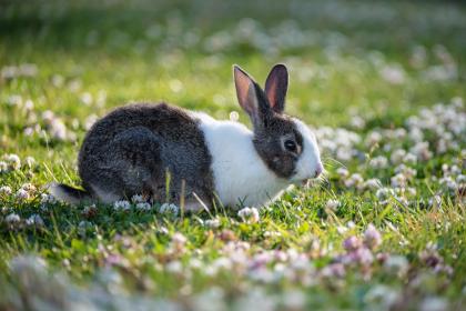 属兔的有没有2000年的生的 怎么看属什么