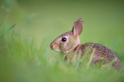 四月兔命运怎么样 属兔几岁财运会变好