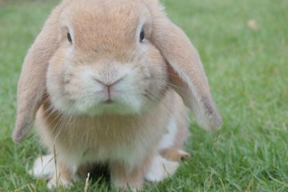 有没有属兔的明星 什么名人在兔年出生