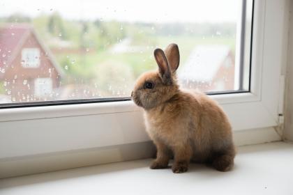 为什么五月的兔不好 属兔几月出生最好