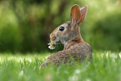 属兔五月午时生怎么样 会是好命的吗