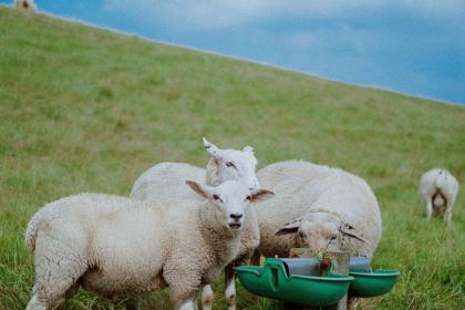 为什么九月的羊不好 十羊九苦是真的吗