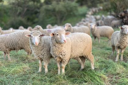 为什么属羊的29岁最苦 29岁苦在哪方面