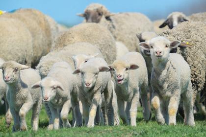 八月羊日是什么意思 什么是羊日