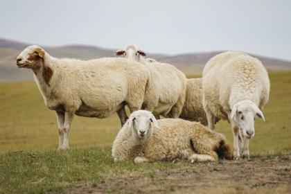 属羊的老板有哪些 怎么应对属羊的老板