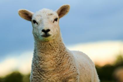 为什么三月的羊不好 三月羊真的命不好吗