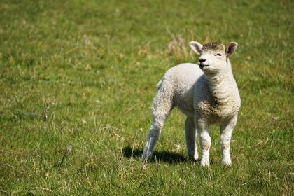 五月份属羊的人财运如何 怎样提升财运