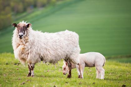 为什么属羊的不好 属羊的人命到底好不好